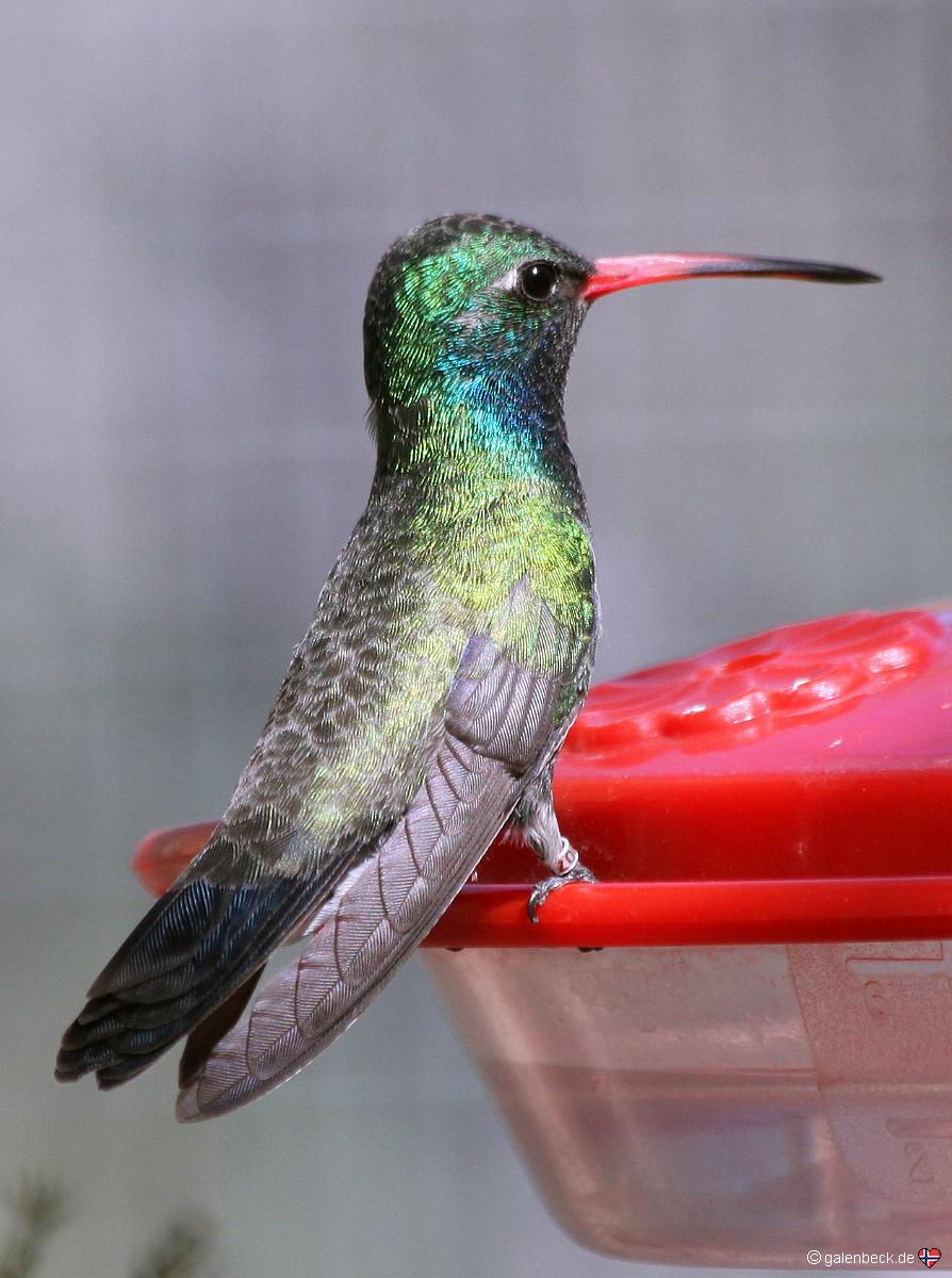 Humminbird