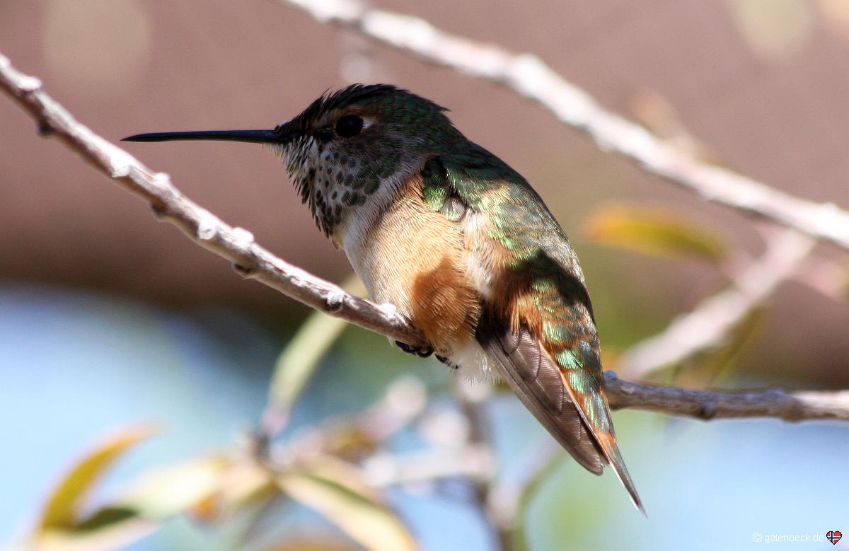 Humminbird