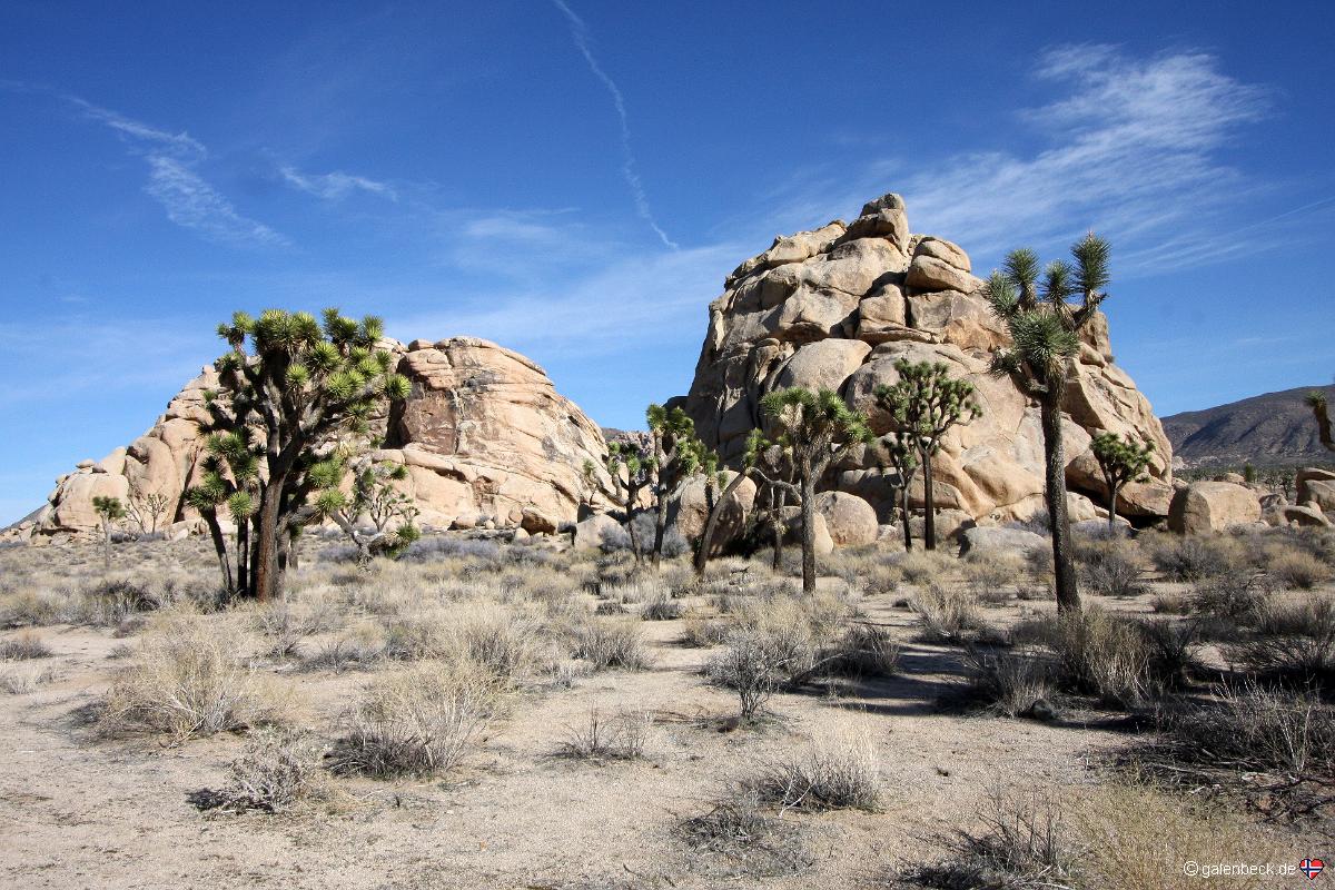Joshua Tree NP