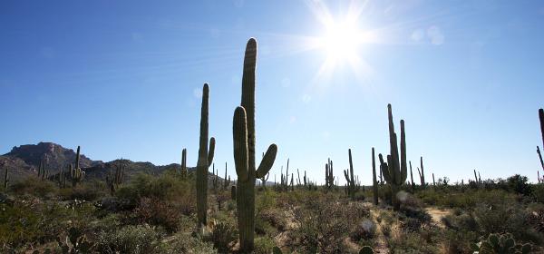Saguaro National Park