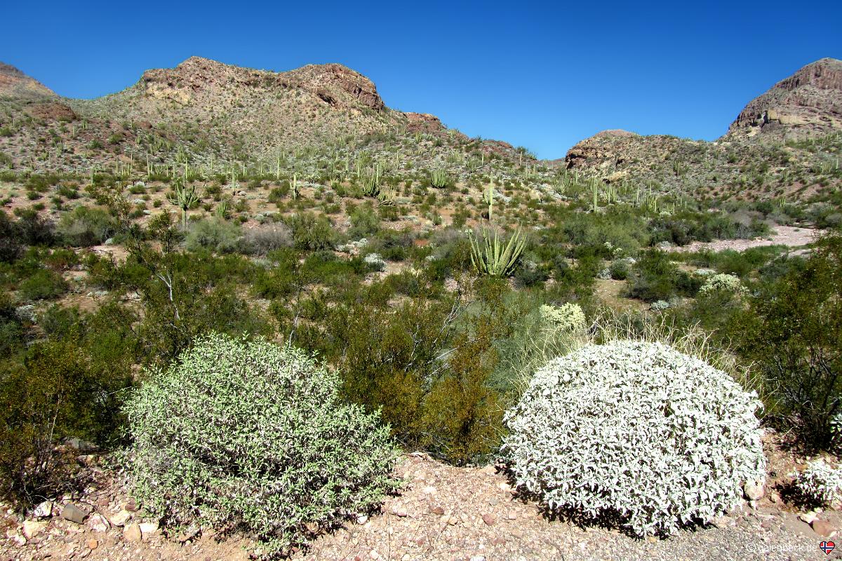 Ajo Mountain Drive, Organ Pipe Cactus National Monument