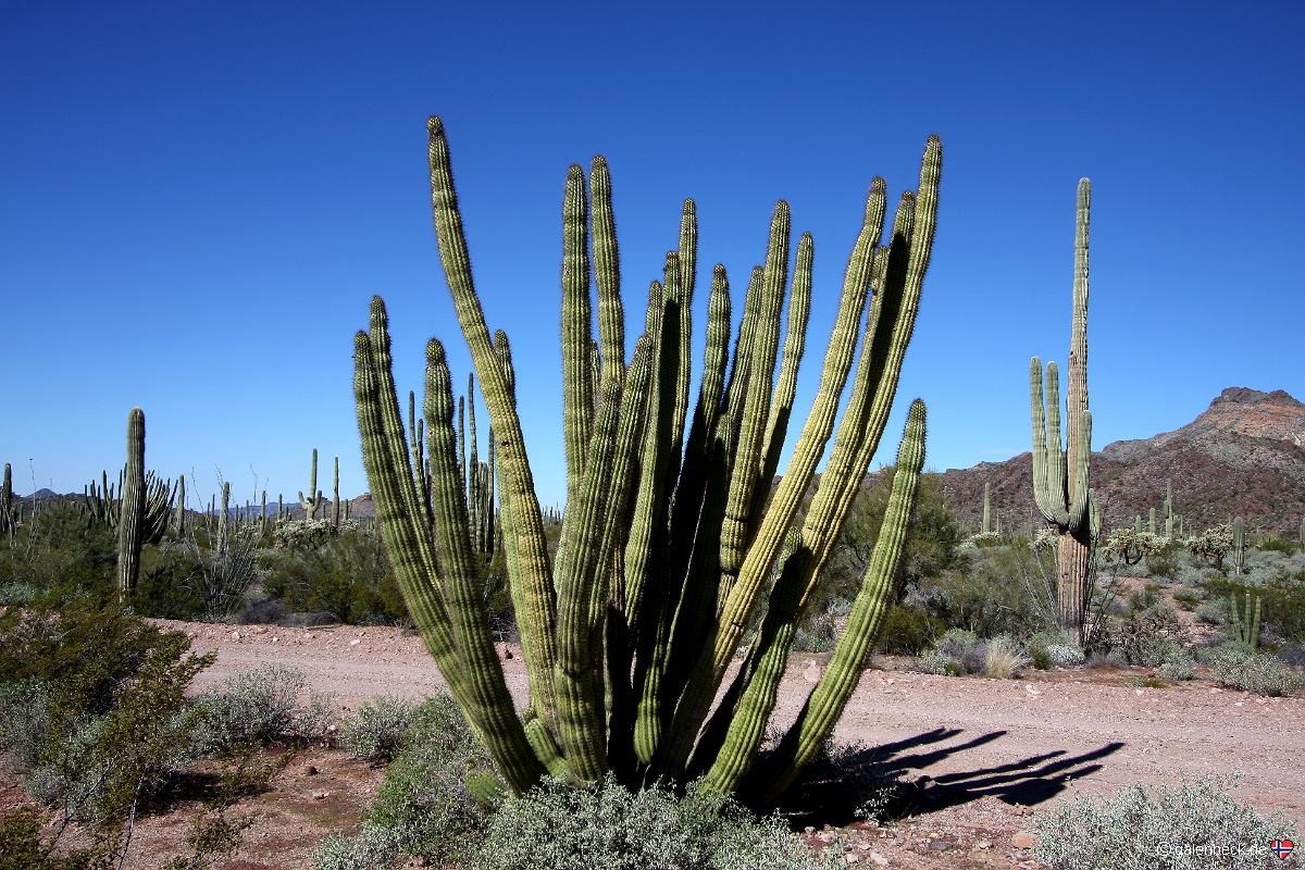 Ajo Mountain Drive, Organ Pipe Cactus National Monument
