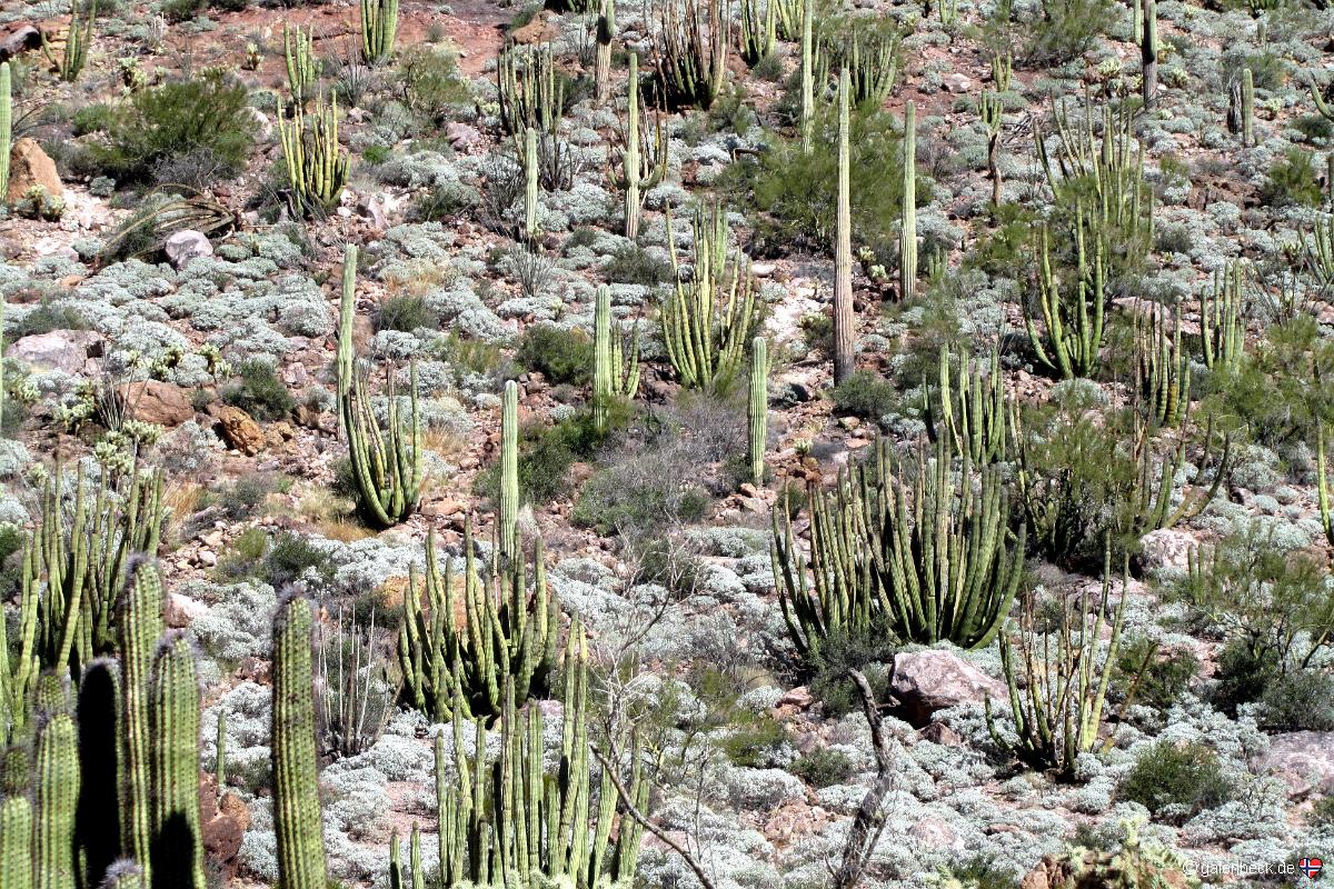 Ajo Mountain Drive, Organ Pipe Cactus National Monument