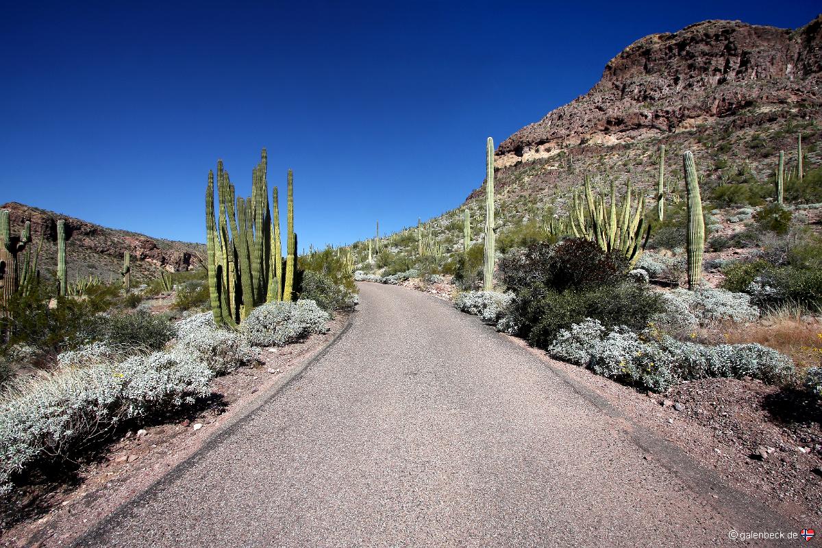 Ajo Mountain Drive, Organ Pipe Cactus National Monument