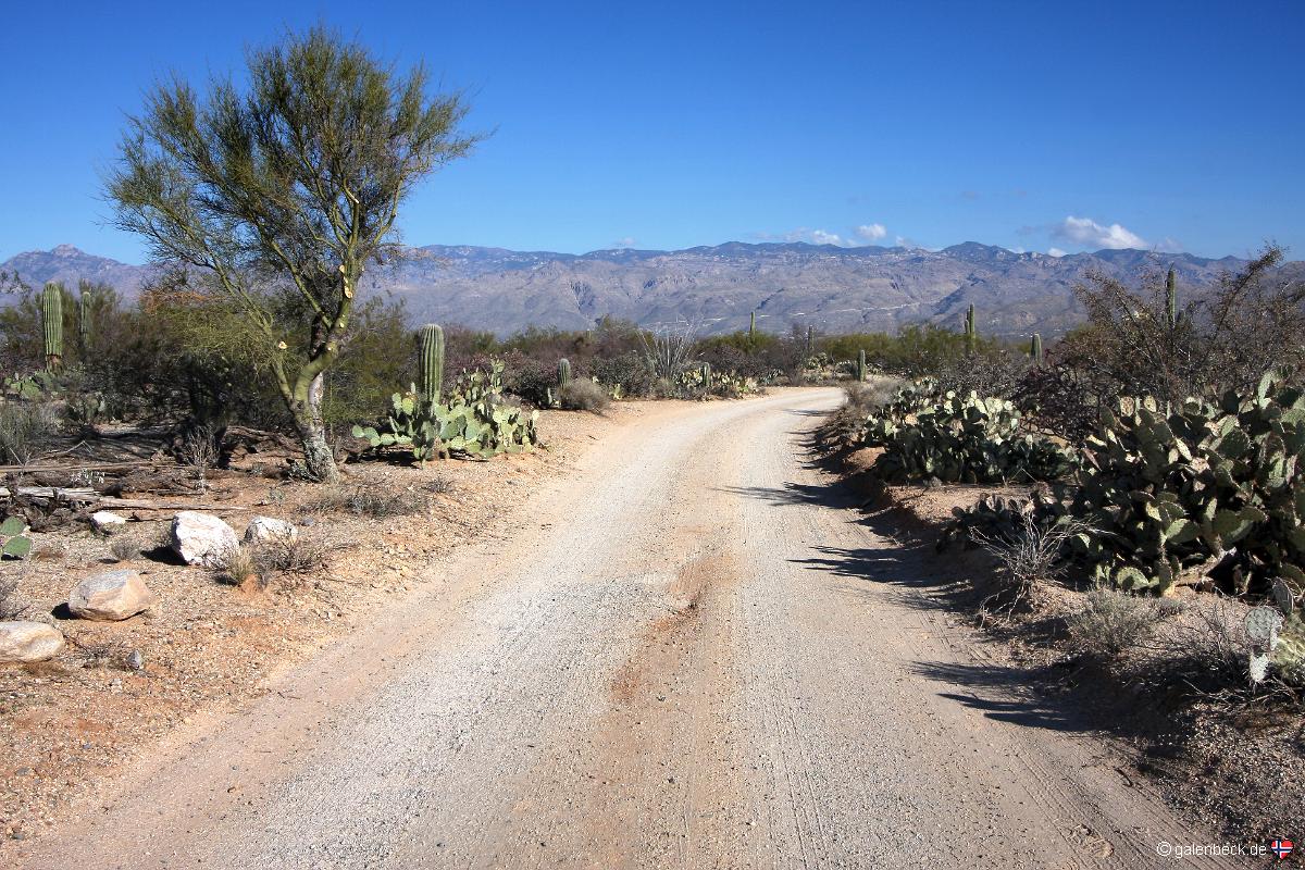 Saguaro National Park East