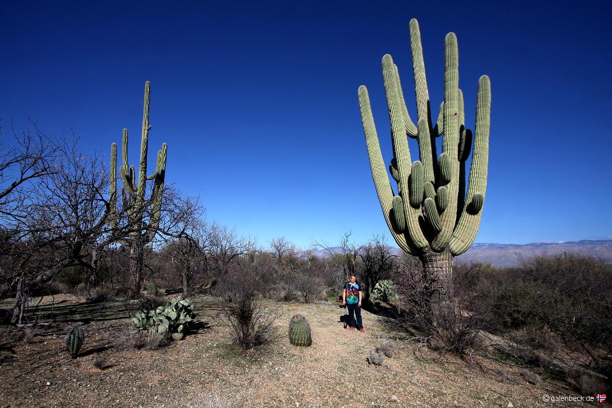 Saguaro National Park East