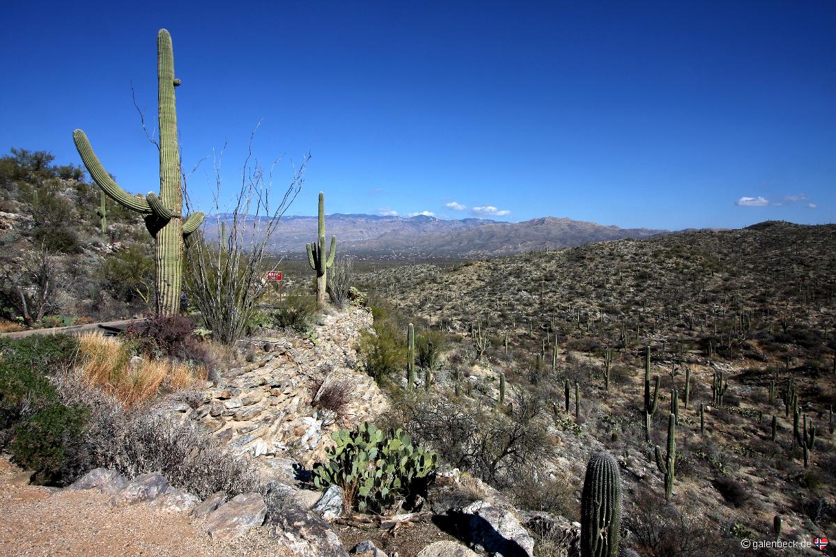 Saguaro National Park East