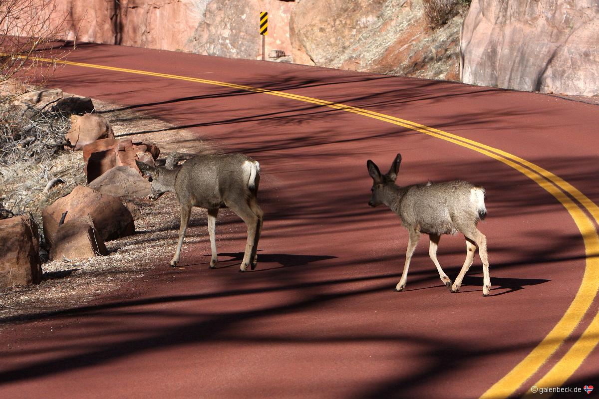 Zion Canyon