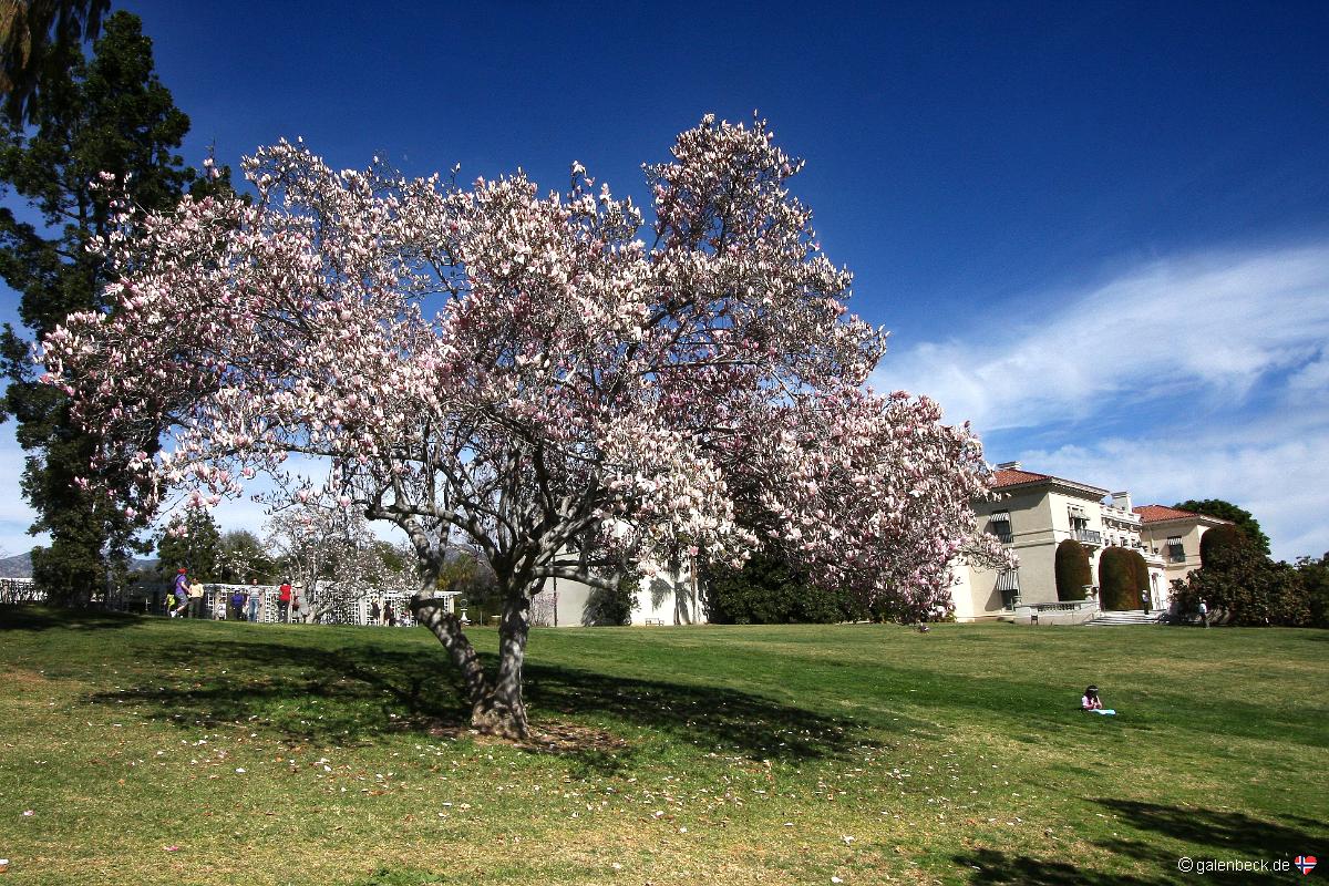 Huntington Library Art Gallery and Botanical Gardens