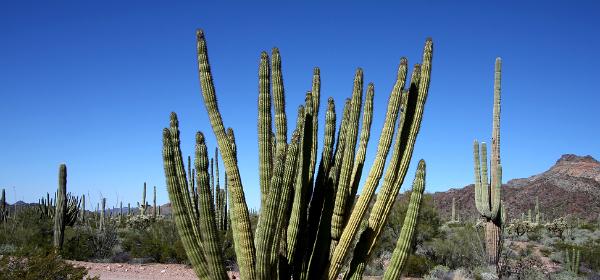 Ajo Mountain Drive