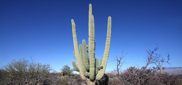 Saguaro National Park East