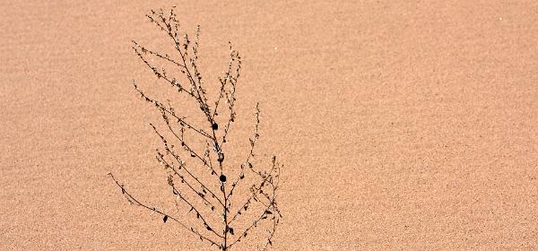 Kelso Dunes Mojave National Preserve