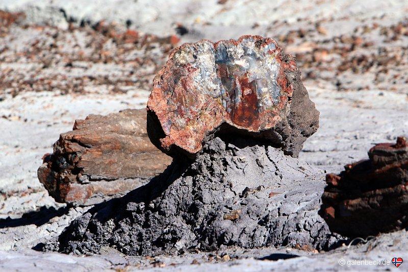 Petrified Forest National Park