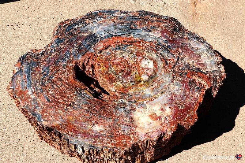 Petrified Forest National Park