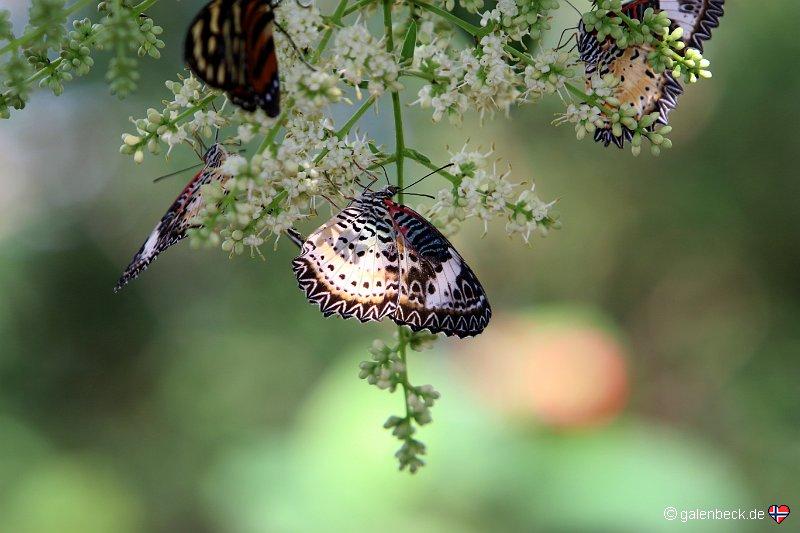Butterfly Wonderland Scottsdale