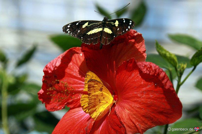 Butterfly Wonderland Scottsdale