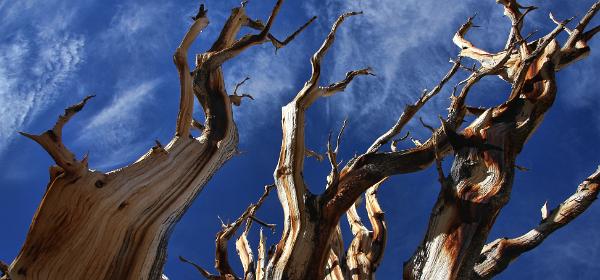 Bristlecone Pine Forest