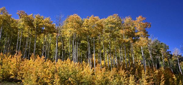 Million Dollar Highway
