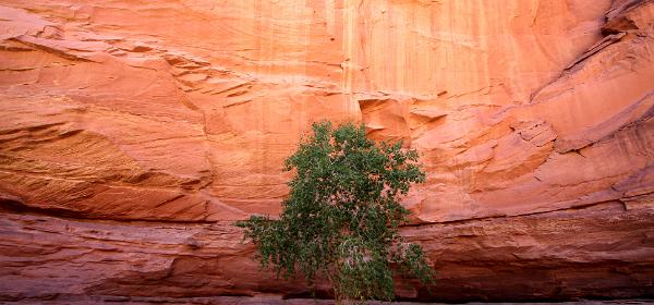White Canyon
