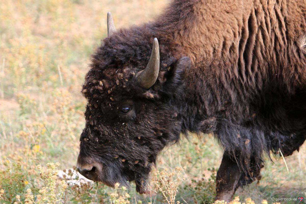 Zion Mountain Ranch