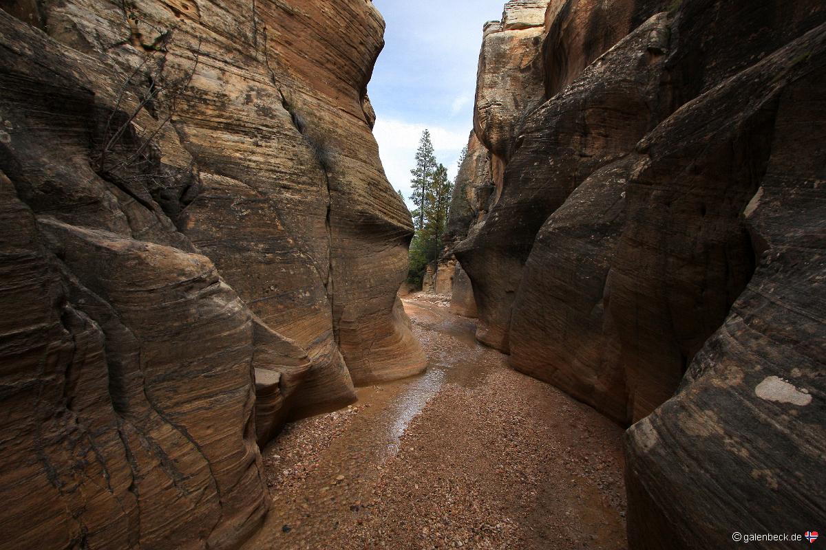 Willis Creek