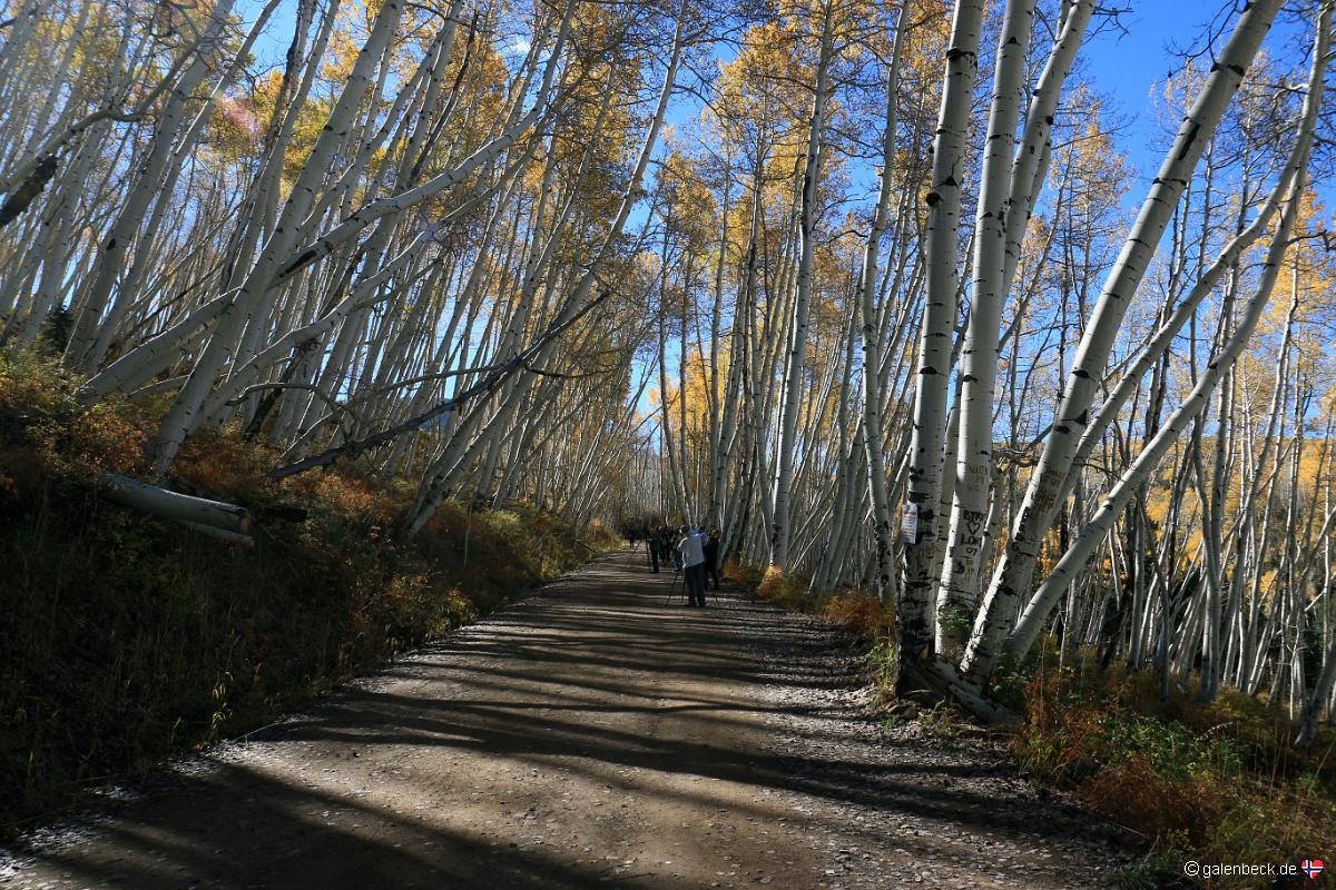 Last Dollar Road