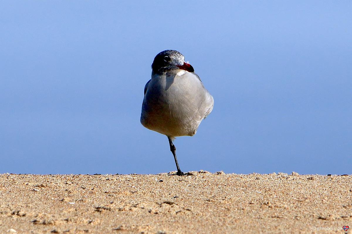 Guadelupe-Nipomo Dunes Preserve