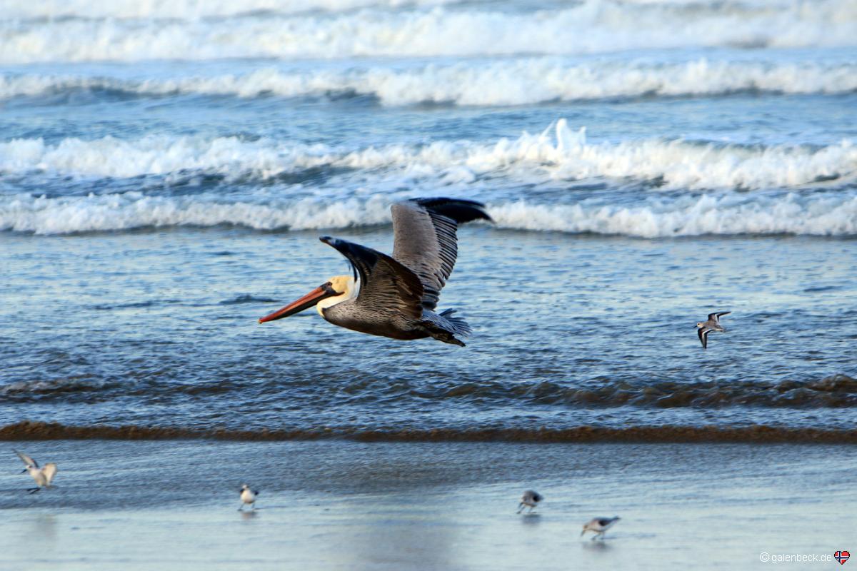 Pismo State Beach AM