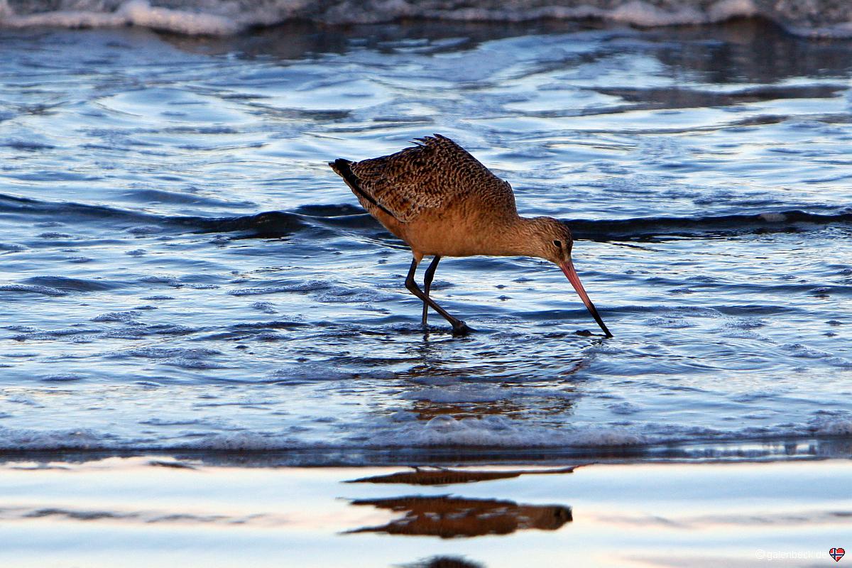 Pismo State Beach AM