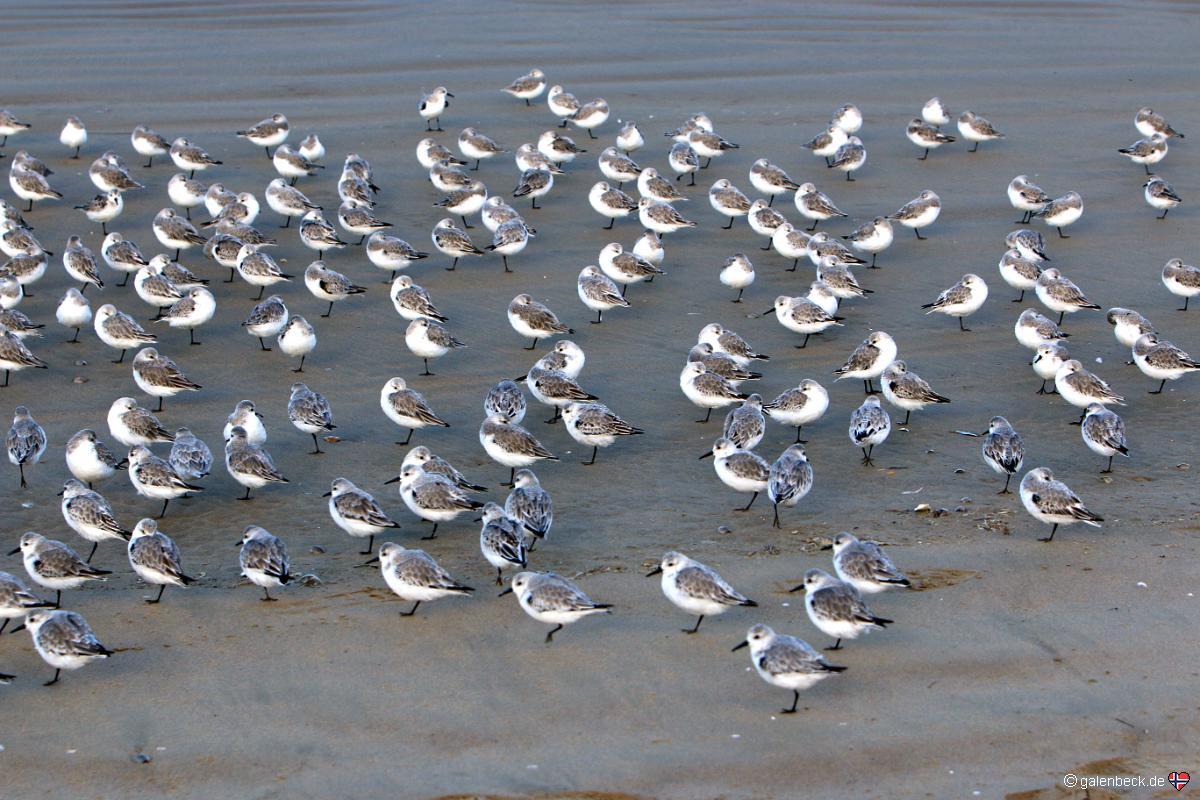 Pismo State Beach AM