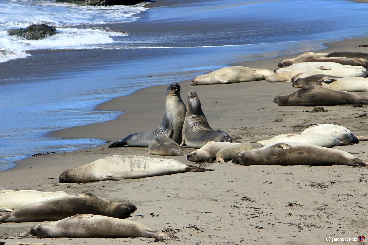 Piedras Blancas Elephant Seal Rookery