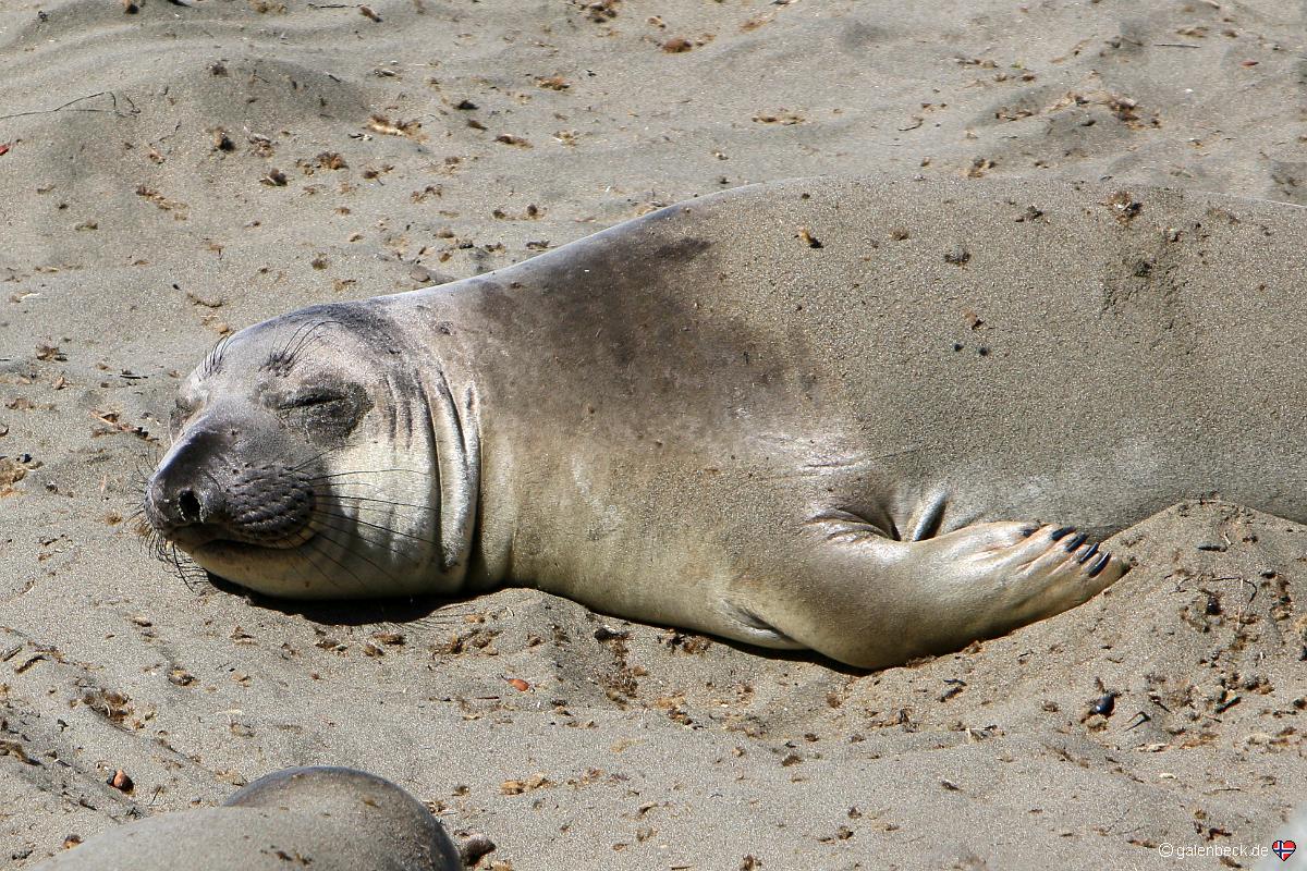 Piedras Blancas Elephant Seal Rookery