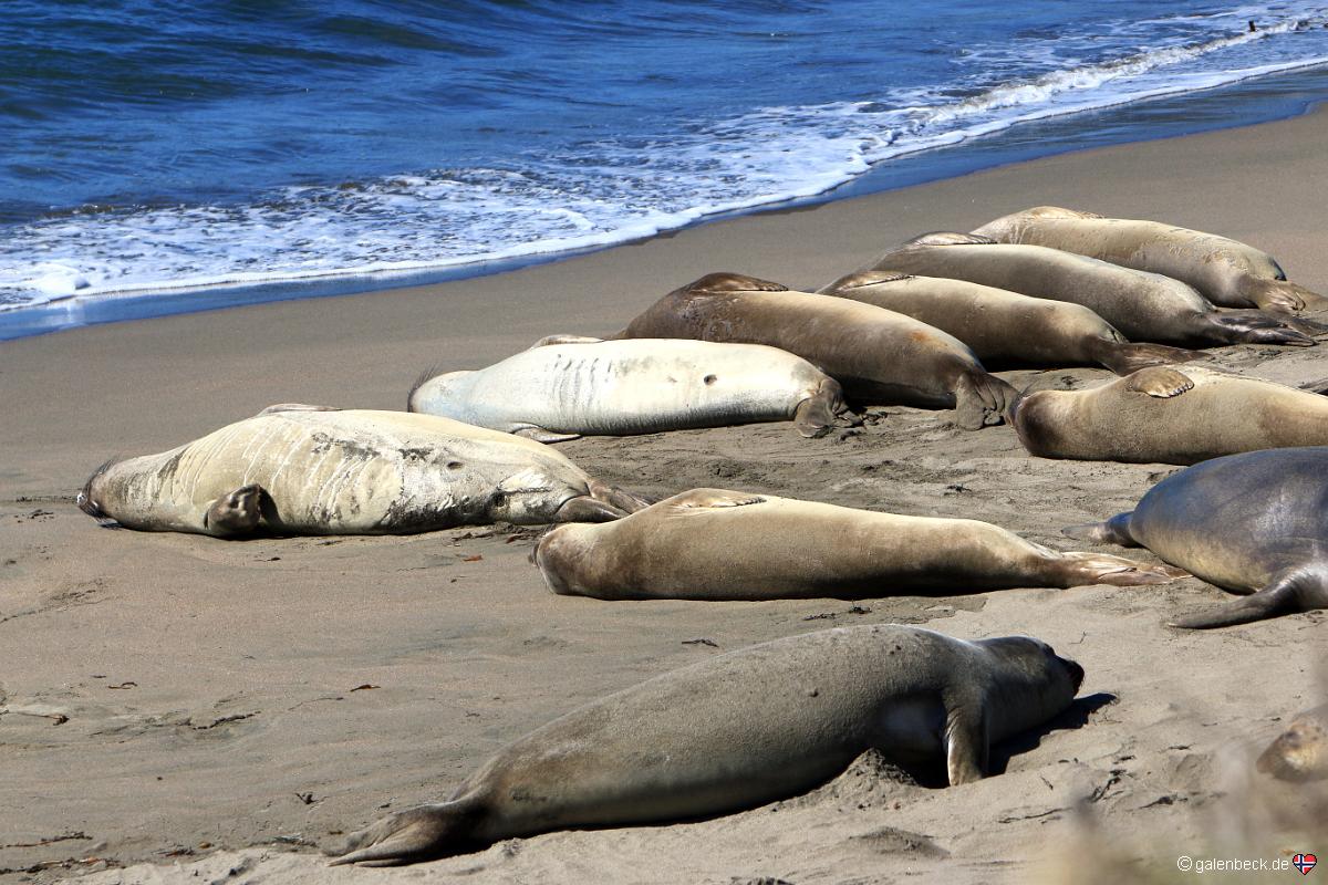 Piedras Blancas Elephant Seal Rookery