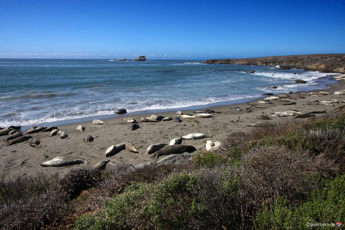 Piedras Blancas Elephant Seal Rookery