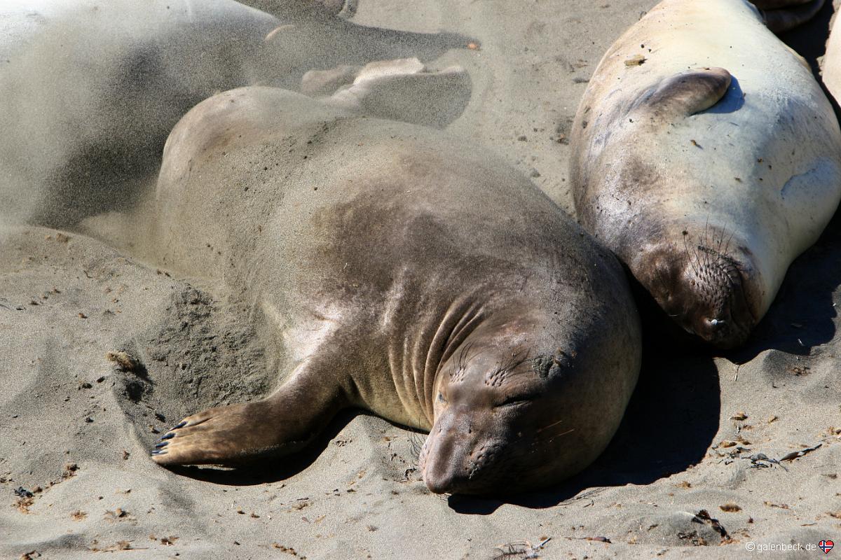 Piedras Blancas Elephant Seal Rookery