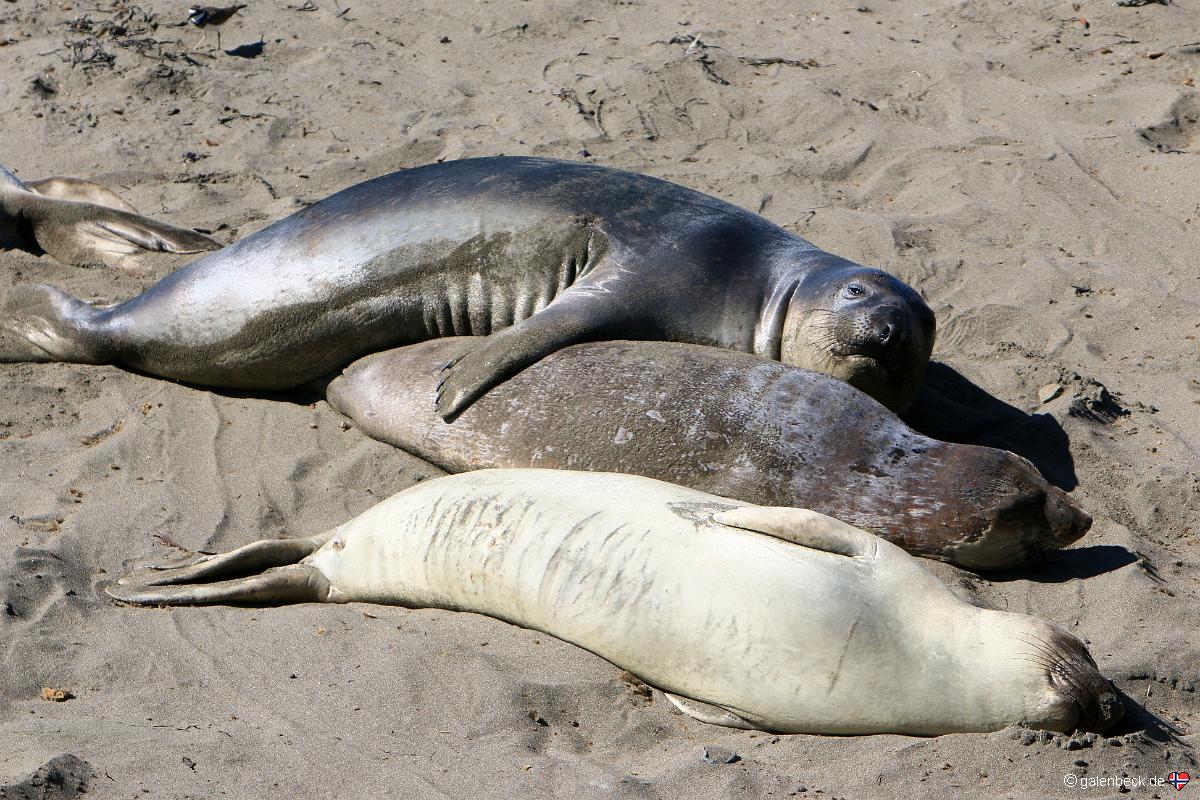 Piedras Blancas Elephant Seal Rookery