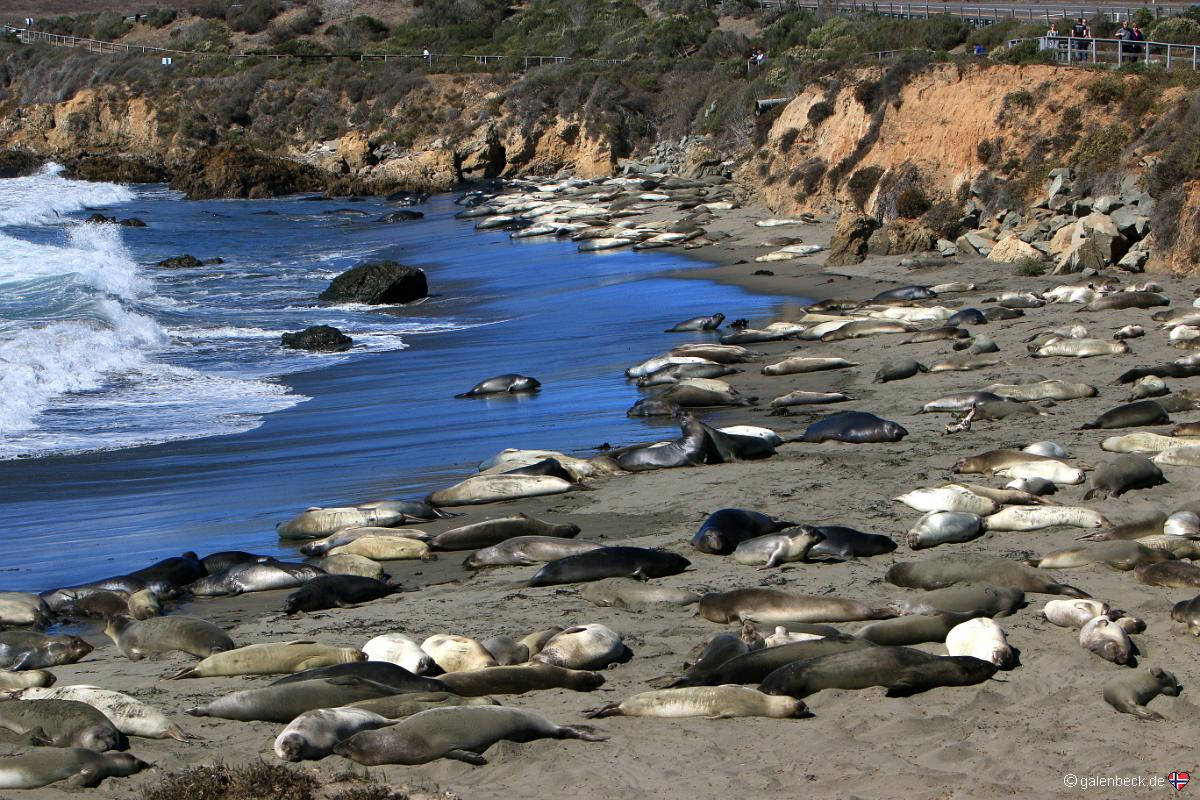 Piedras Blancas Elephant Seal Rookery