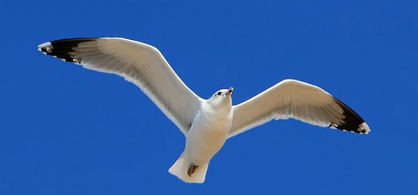 Guadelupe-Nipomo Dunes Preserve