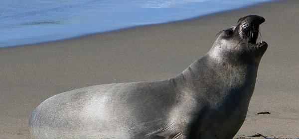 Piedras Blancas Elephant Seal Rookery