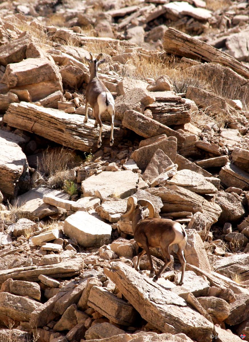 Bighorn Sheep