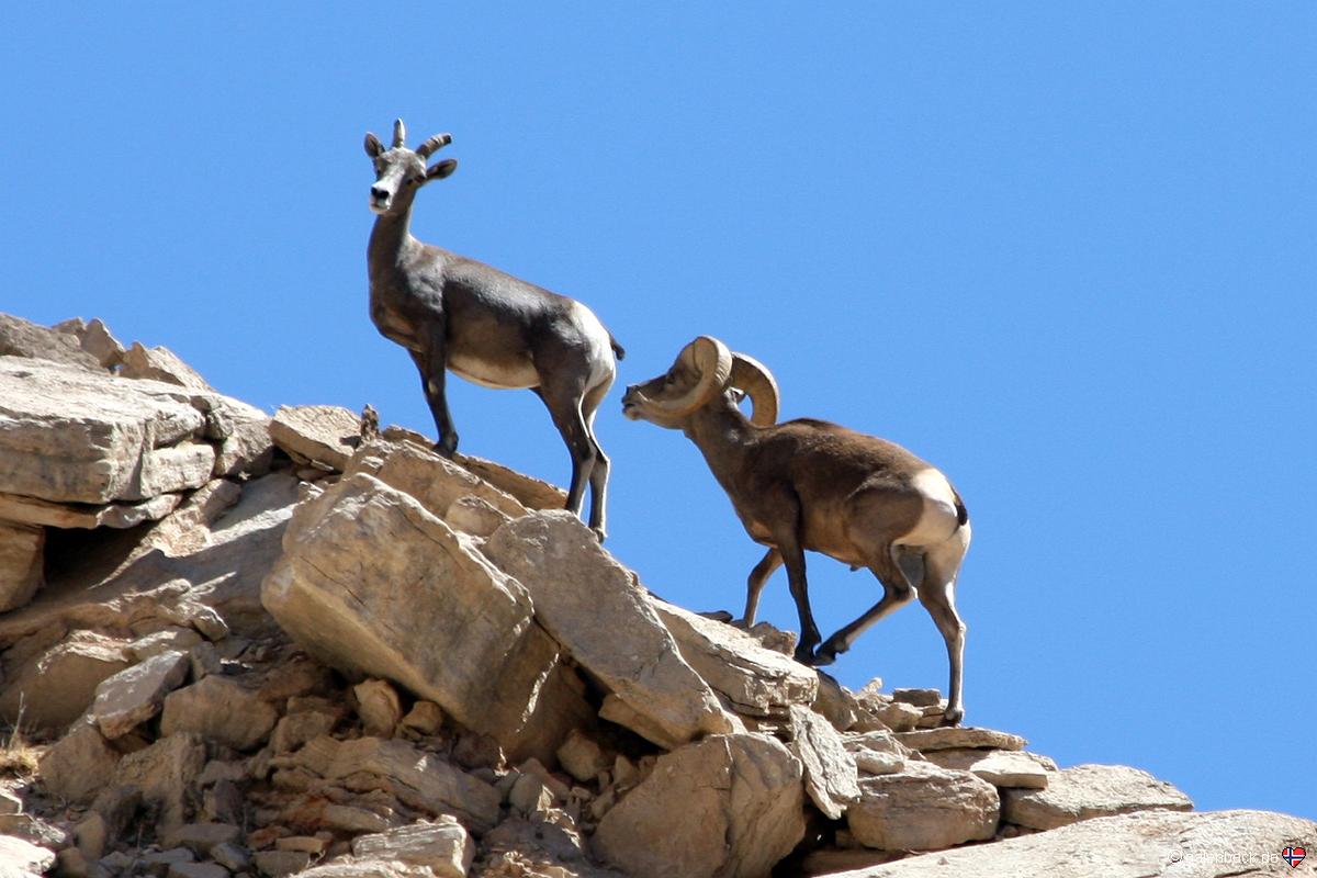 Bighorn Sheep