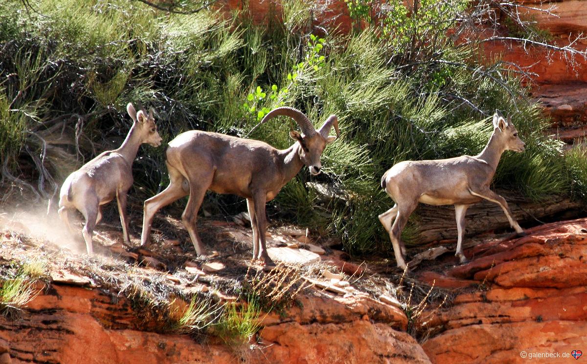 Bighorn Sheep