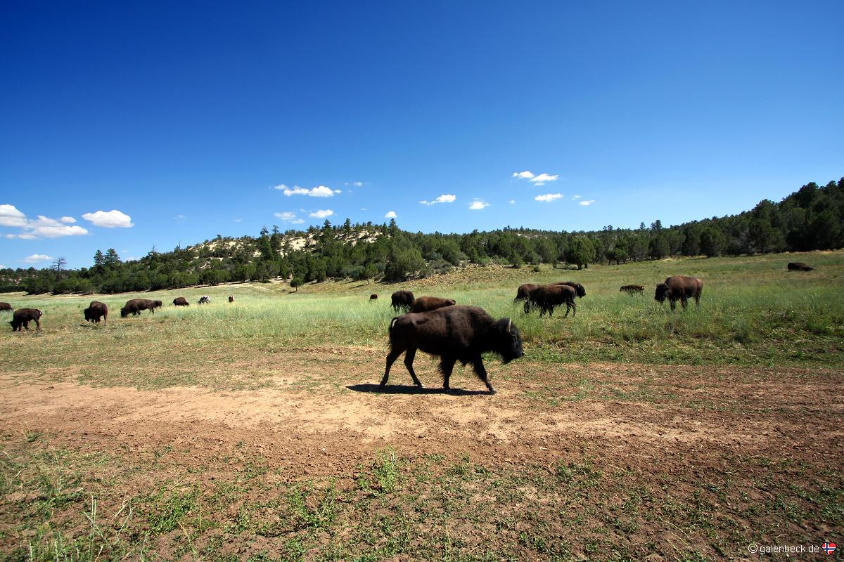 Bison