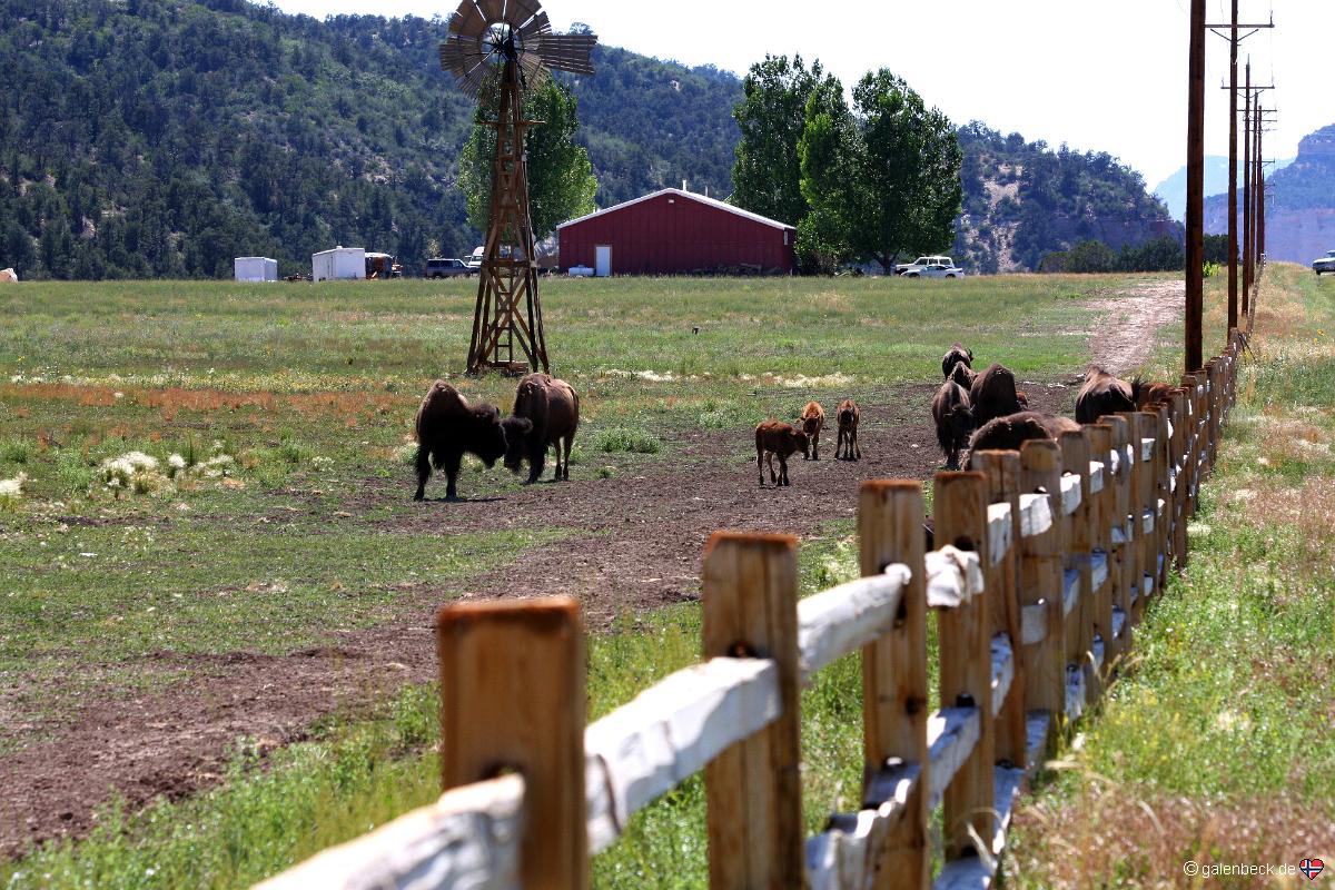 Bison