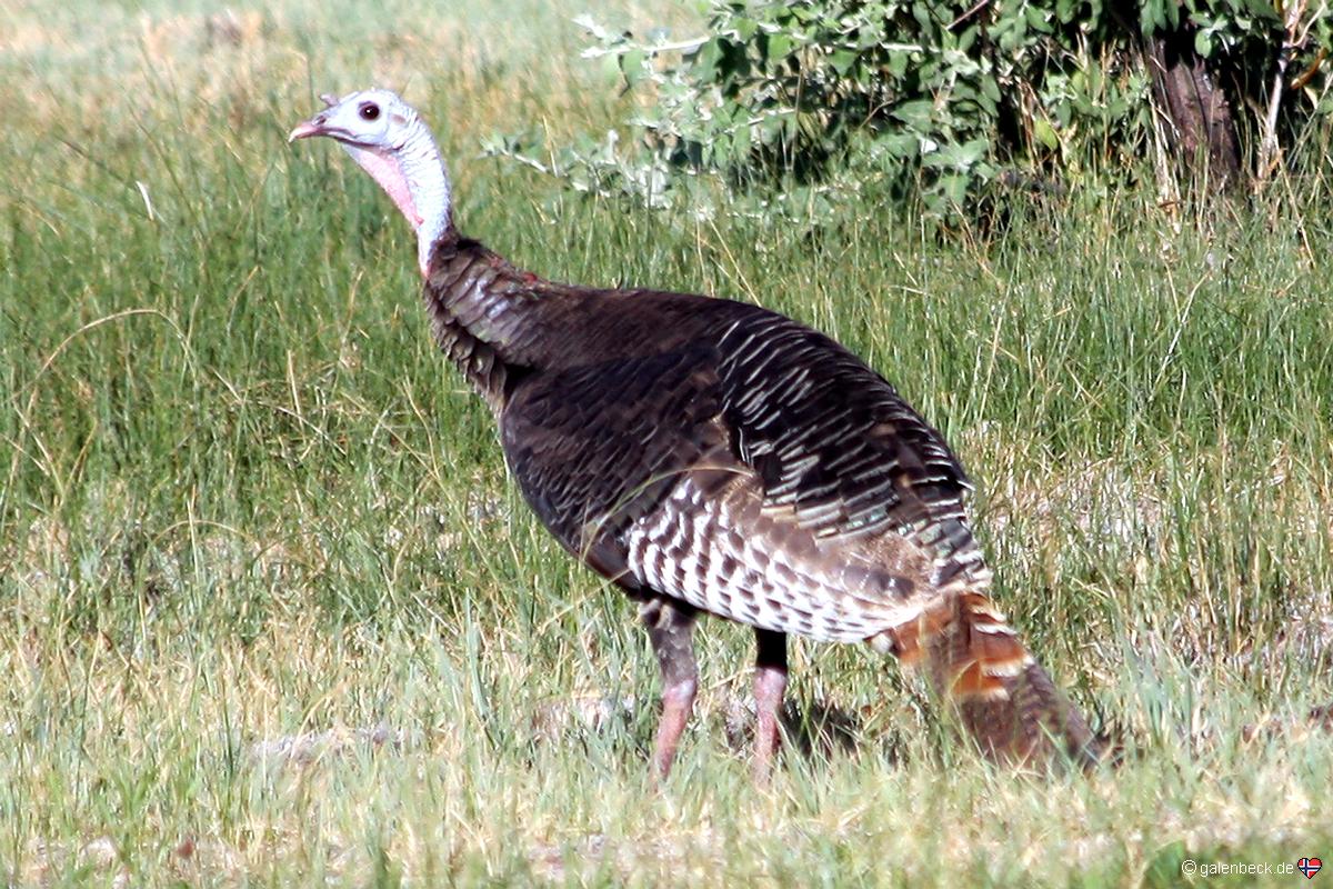 Wild Turkey