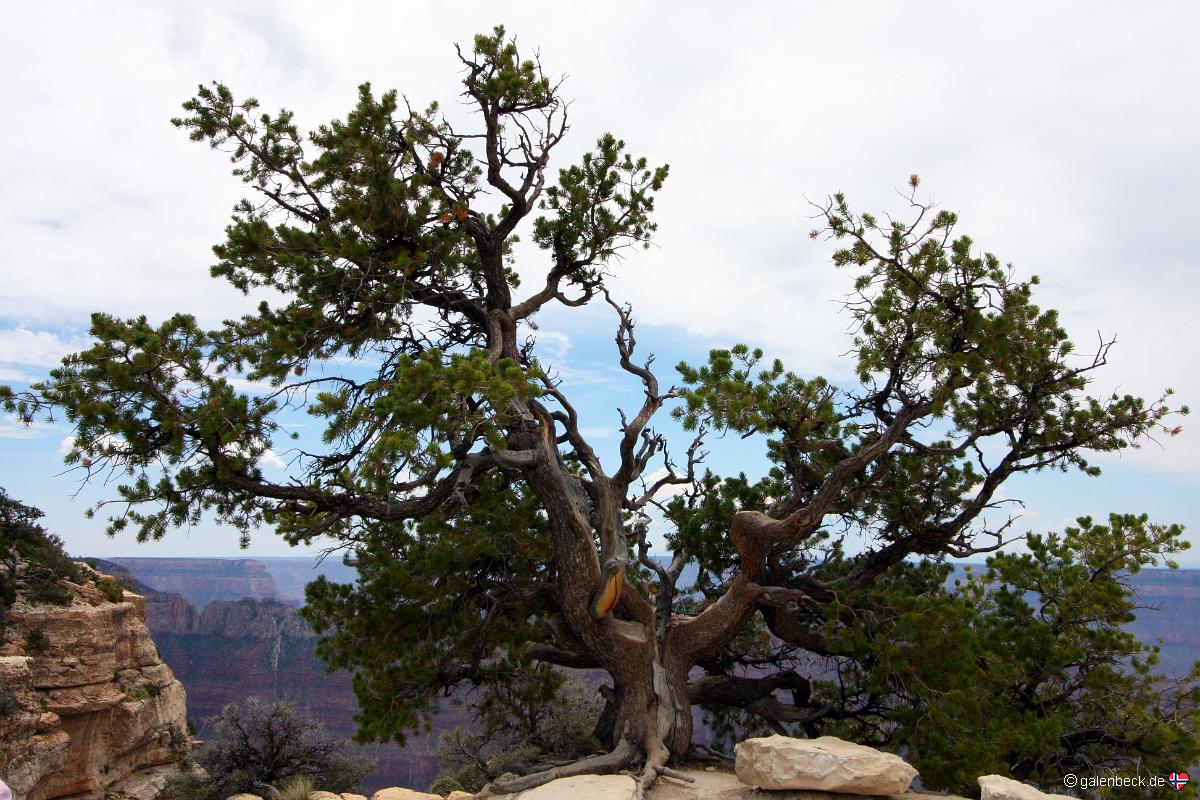 Bright Angel Point