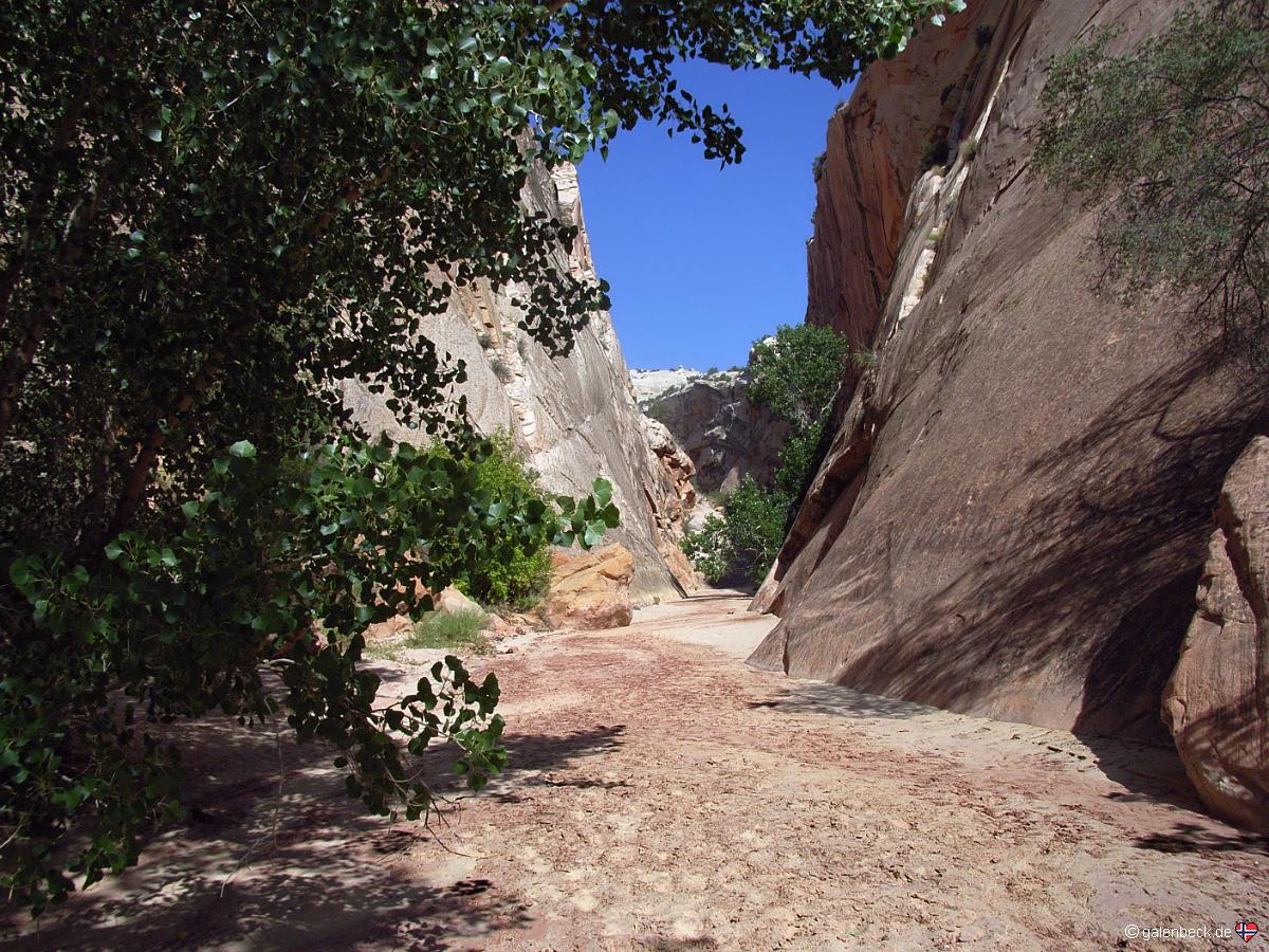 Hackberry Canyon