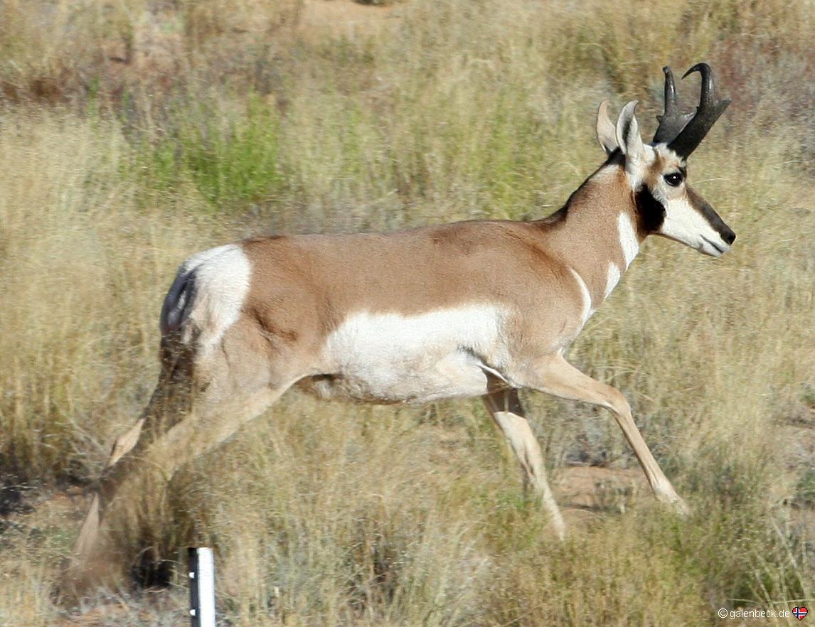 Pronghorn