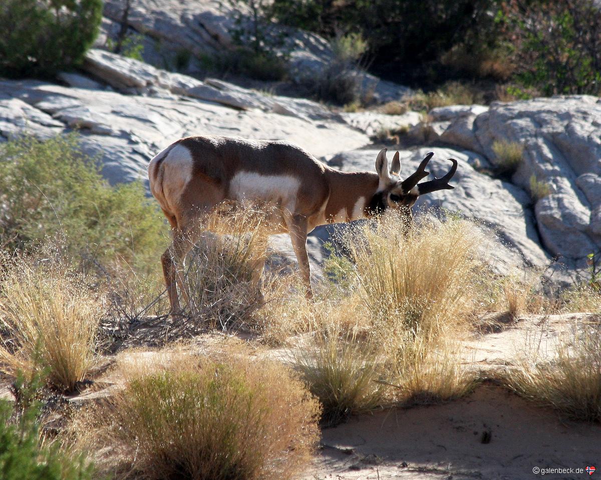 Pronghorn