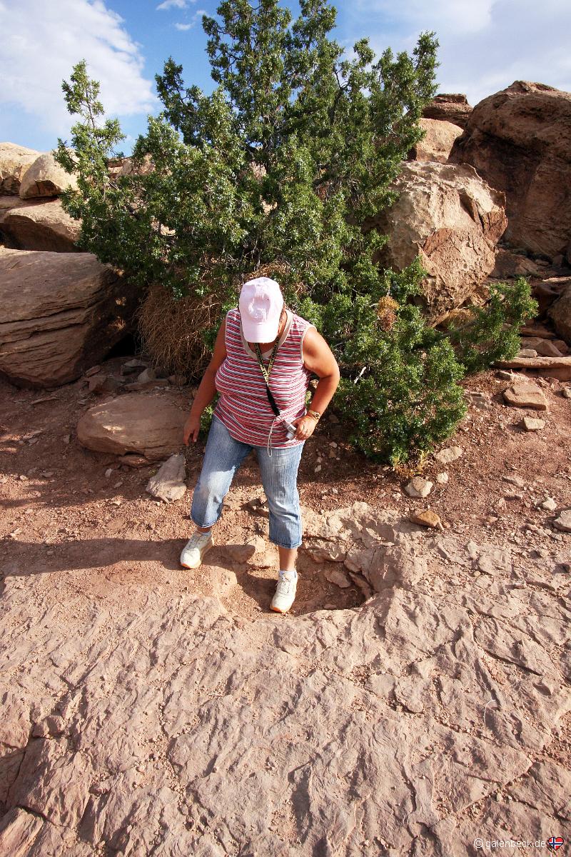 Dinosaur Trackway